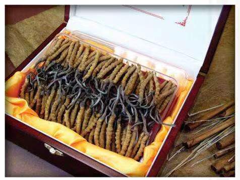 桐城冬虫夏草回收